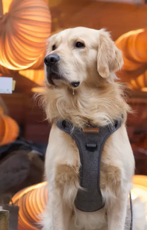 ADVENTURE TRAILS HUNDESELE - Grey Herringbone Tweed